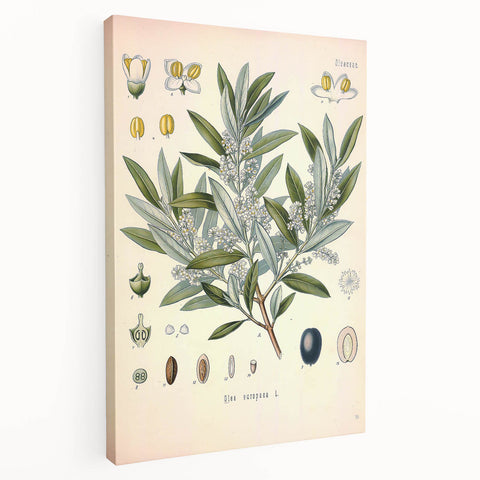 Vintage Botanical Illustration of Olive – Botanical Art Prints