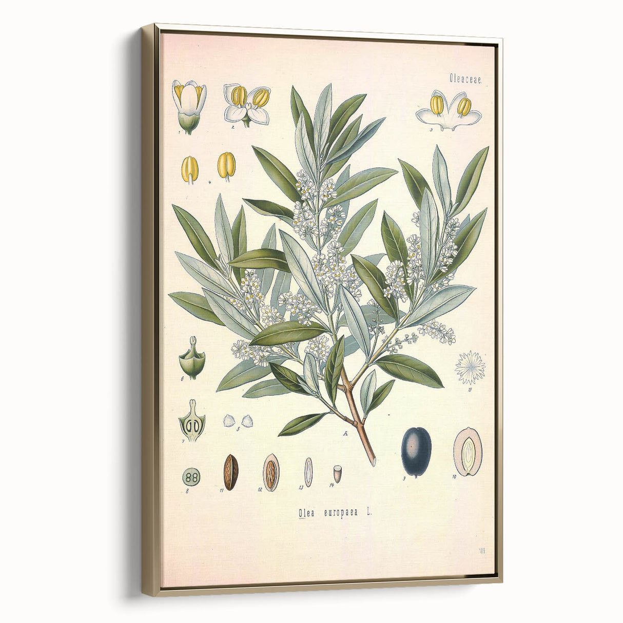 Vintage Botanical Illustration of Olive – Botanical Art Prints