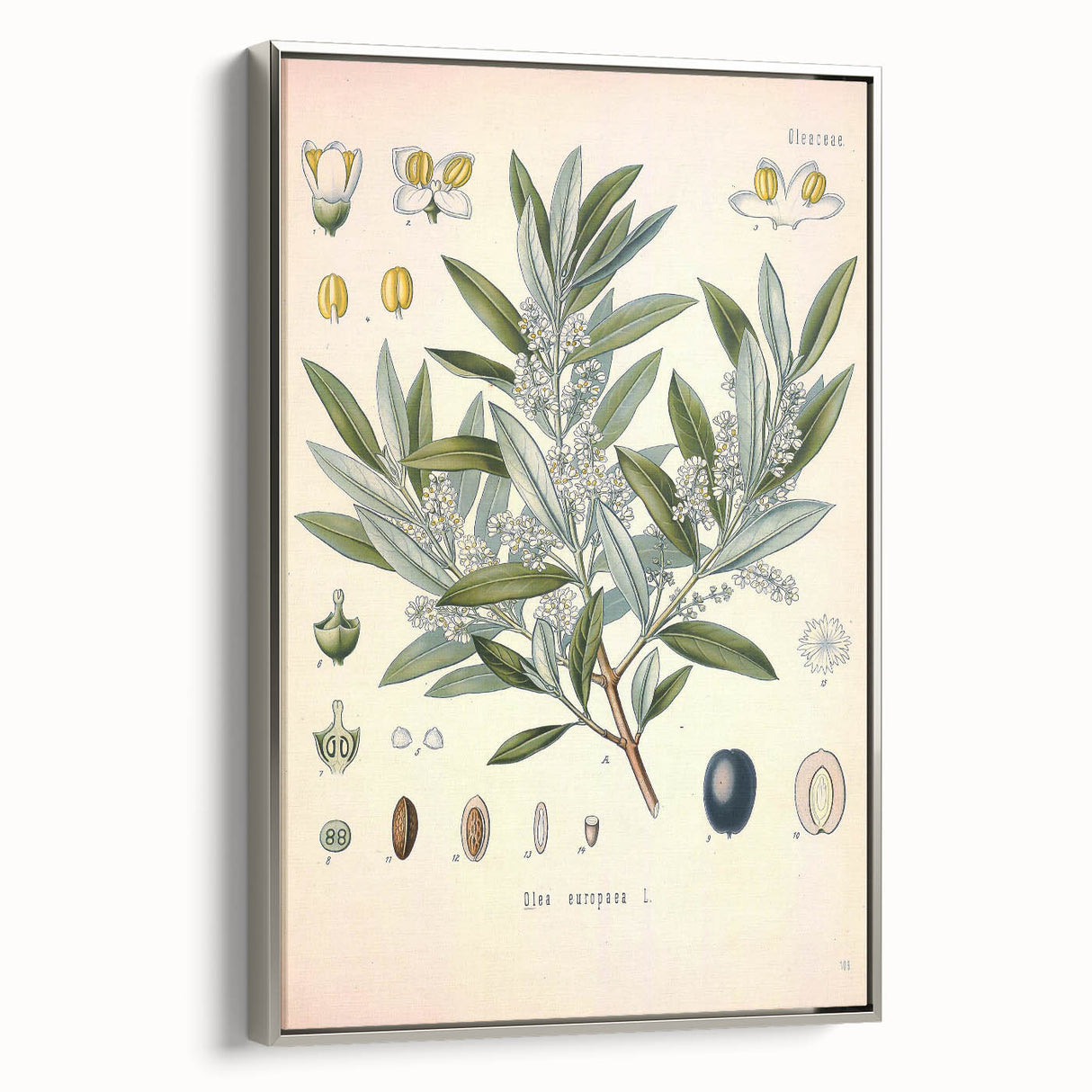 Vintage Botanical Illustration of Olive – Botanical Art Prints