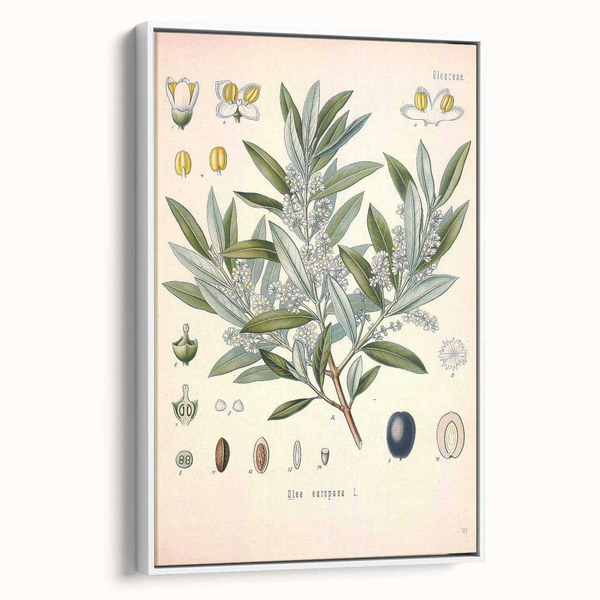 Vintage Botanical Illustration of Olive – Botanical Art Prints