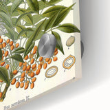 Botanical Art Prints – Vintage Botanical Illustration Art