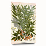 Botanical Art Prints – Vintage Botanical Illustration Art