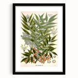 Botanical Art Prints – Vintage Botanical Illustration Art