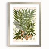 Botanical Art Prints – Vintage Botanical Illustration Art