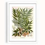 Botanical Art Prints – Vintage Botanical Illustration Art