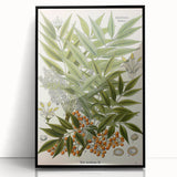 Botanical Art Prints – Vintage Botanical Illustration Art