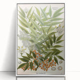 Botanical Art Prints – Vintage Botanical Illustration Art