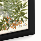 Botanical Art Prints – Vintage Botanical Illustration Art