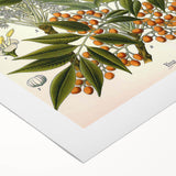 Botanical Art Prints – Vintage Botanical Illustration Art