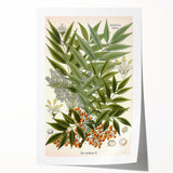 Botanical Art Prints – Vintage Botanical Illustration Art