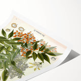 Botanical Art Prints – Vintage Botanical Illustration Art