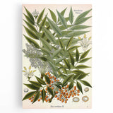 Botanical Art Prints – Vintage Botanical Illustration Art