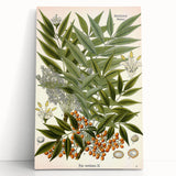 Botanical Art Prints – Vintage Botanical Illustration Art