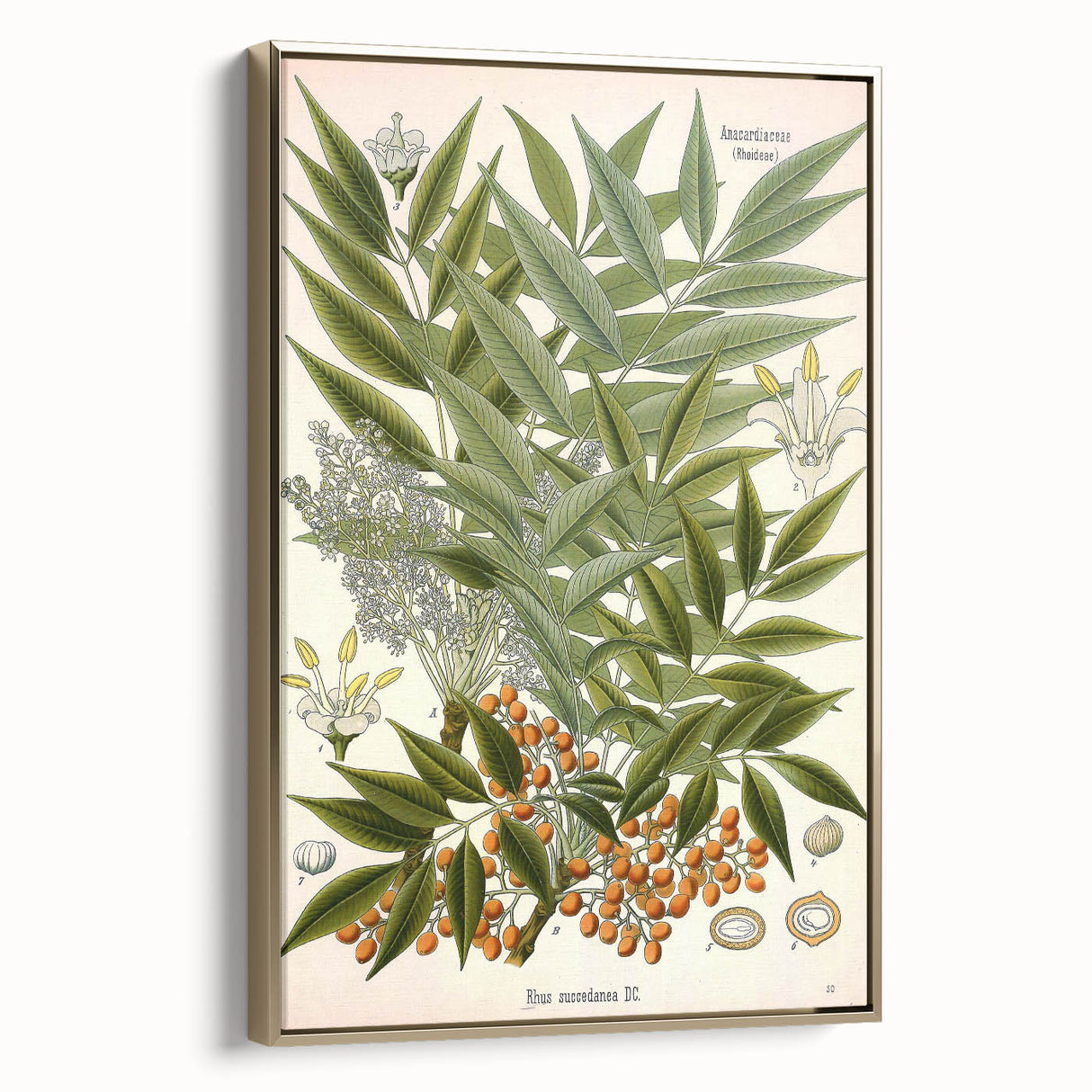 Botanical Art Prints – Vintage Botanical Illustration Art