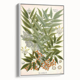 Botanical Art Prints – Vintage Botanical Illustration Art