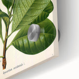 Botanical Art Prints – Vintage Botanical Illustration Art