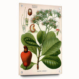 Botanical Art Prints – Vintage Botanical Illustration Art