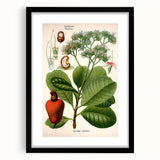 Botanical Art Prints – Vintage Botanical Illustration Art