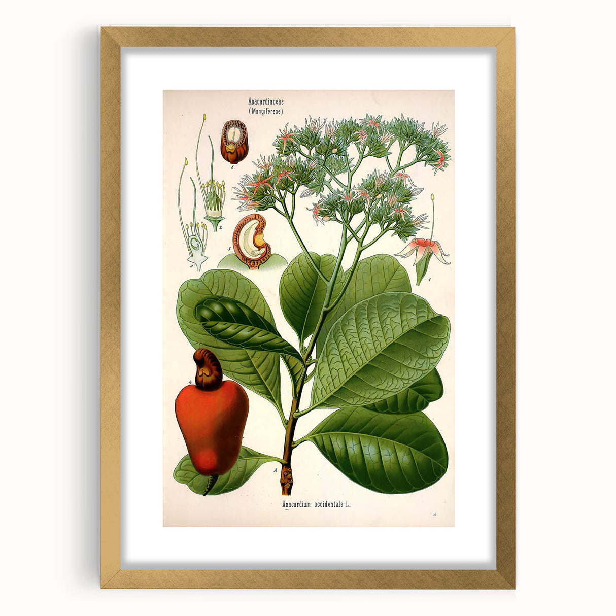 Botanical Art Prints – Vintage Botanical Illustration Art