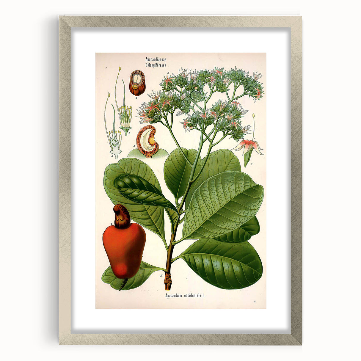 Botanical Art Prints – Vintage Botanical Illustration Art