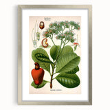 Botanical Art Prints – Vintage Botanical Illustration Art