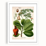 Botanical Art Prints – Vintage Botanical Illustration Art