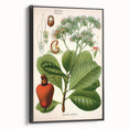 Botanical Art Prints – Vintage Botanical Illustration Art