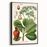 Botanical Art Prints – Vintage Botanical Illustration Art