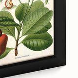 Botanical Art Prints – Vintage Botanical Illustration Art