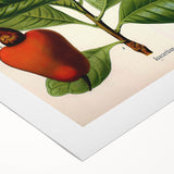 Botanical Art Prints – Vintage Botanical Illustration Art