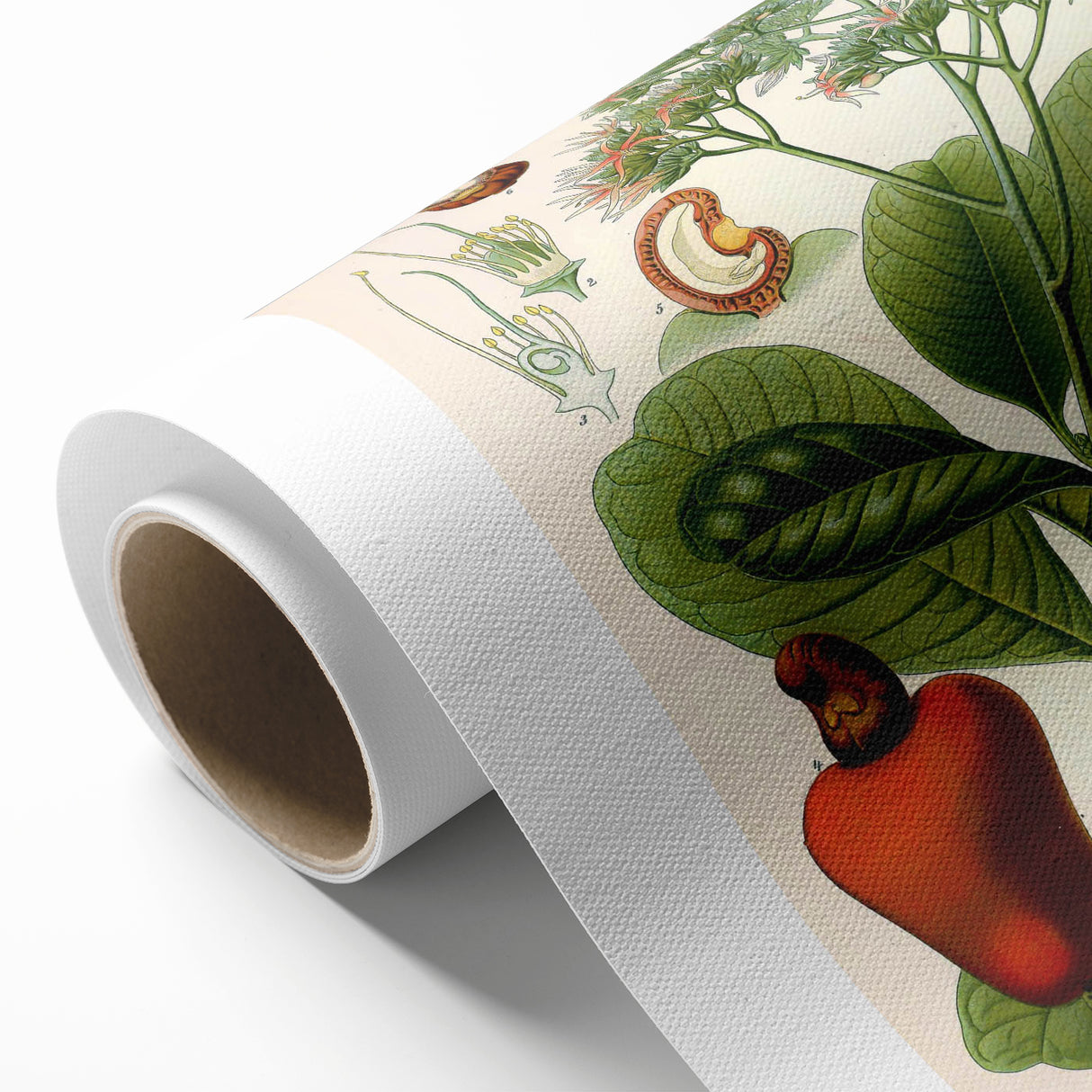 Botanical Art Prints – Vintage Botanical Illustration Art
