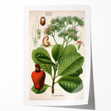 Botanical Art Prints – Vintage Botanical Illustration Art