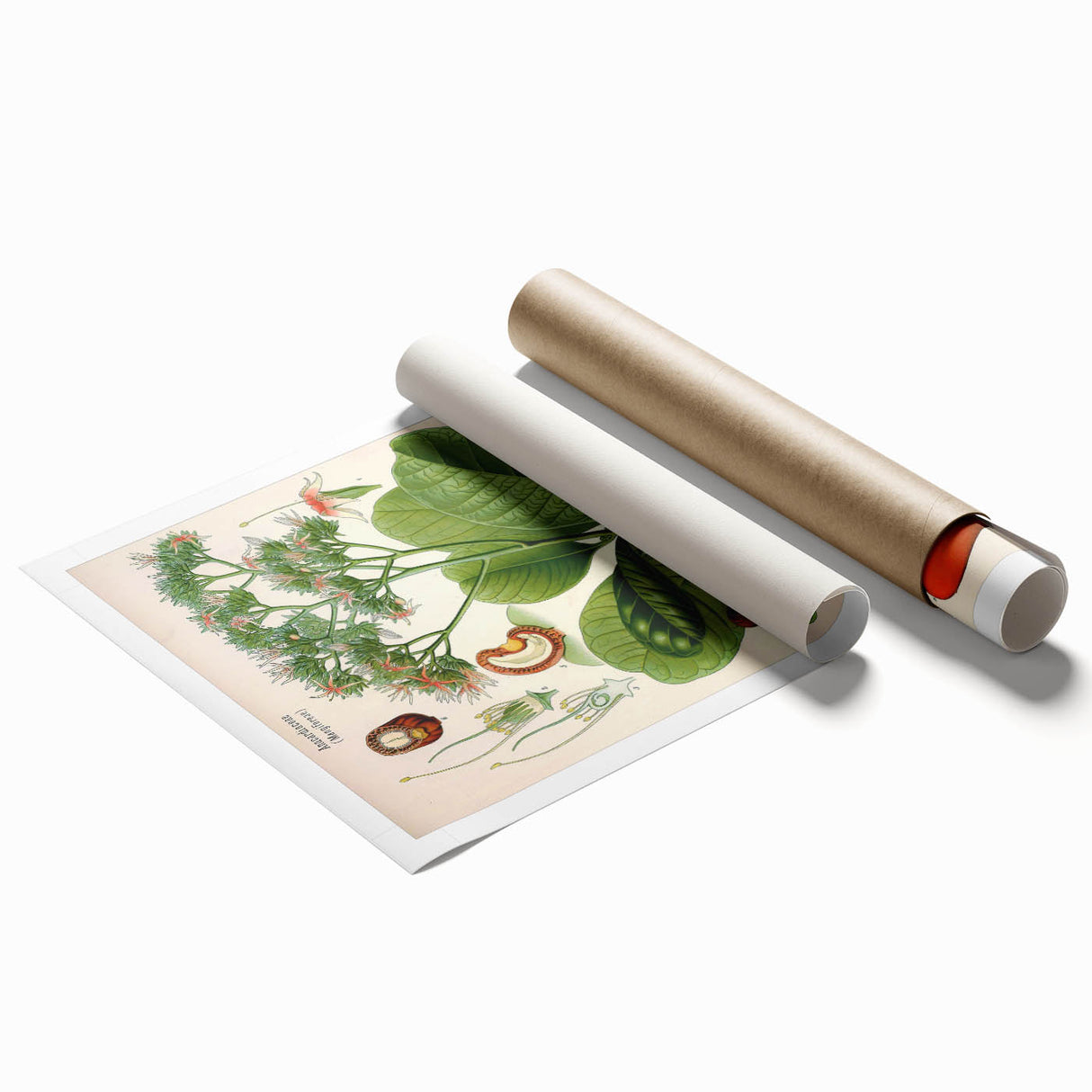 Botanical Art Prints – Vintage Botanical Illustration Art