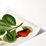 Botanical Art Prints – Vintage Botanical Illustration Art