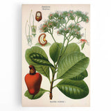 Botanical Art Prints – Vintage Botanical Illustration Art