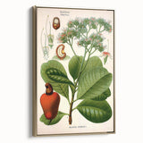 Botanical Art Prints – Vintage Botanical Illustration Art