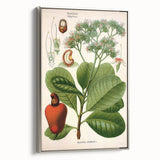 Botanical Art Prints – Vintage Botanical Illustration Art