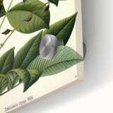 Botanical Art Prints – Vintage Botanical Illustration Art