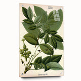 Botanical Art Prints – Vintage Botanical Illustration Art