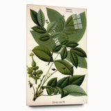 Botanical Art Prints – Vintage Botanical Illustration Art