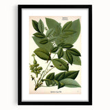 Botanical Art Prints – Vintage Botanical Illustration Art