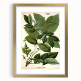 Botanical Art Prints – Vintage Botanical Illustration Art