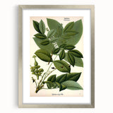 Botanical Art Prints – Vintage Botanical Illustration Art