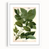 Botanical Art Prints – Vintage Botanical Illustration Art