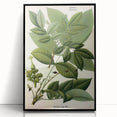 Botanical Art Prints – Vintage Botanical Illustration Art