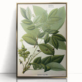 Botanical Art Prints – Vintage Botanical Illustration Art