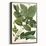 Botanical Art Prints – Vintage Botanical Illustration Art