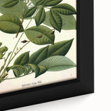 Botanical Art Prints – Vintage Botanical Illustration Art