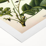 Botanical Art Prints – Vintage Botanical Illustration Art