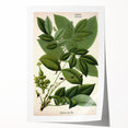 Botanical Art Prints – Vintage Botanical Illustration Art